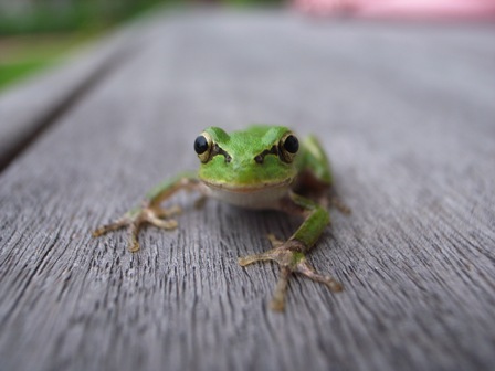 カエルのカメラ目線