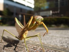 蟷螂の威嚇