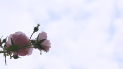 夢をみて