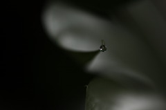 幻想