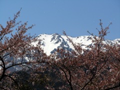 桜越しの白山２
