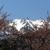 桜越しの白山２
