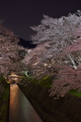 夜桜