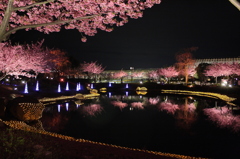 イルミと夜桜