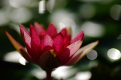 スイレンの花