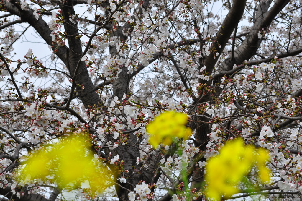 桜と菜の花