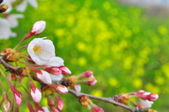 川辺の桜