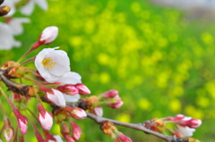 川辺の桜