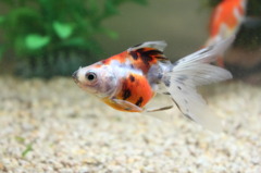 綺麗でしょ！！