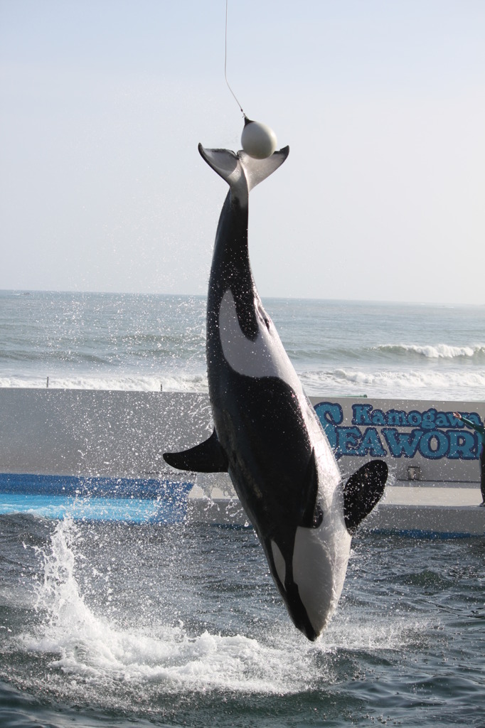 サマーソルト