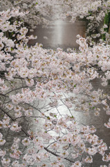 目黒川の桜