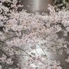 目黒川の桜