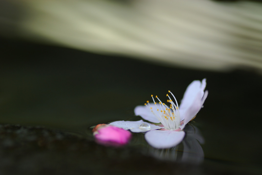 散りてなお