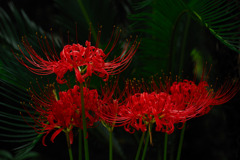 曼珠沙華