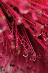 drops