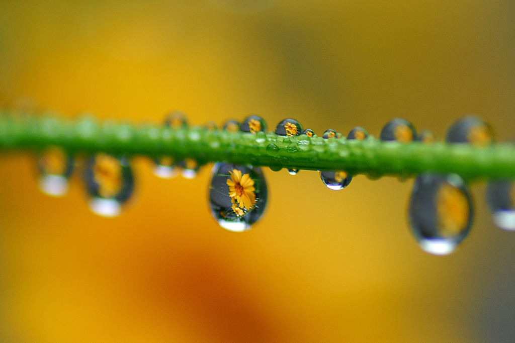 水中花
