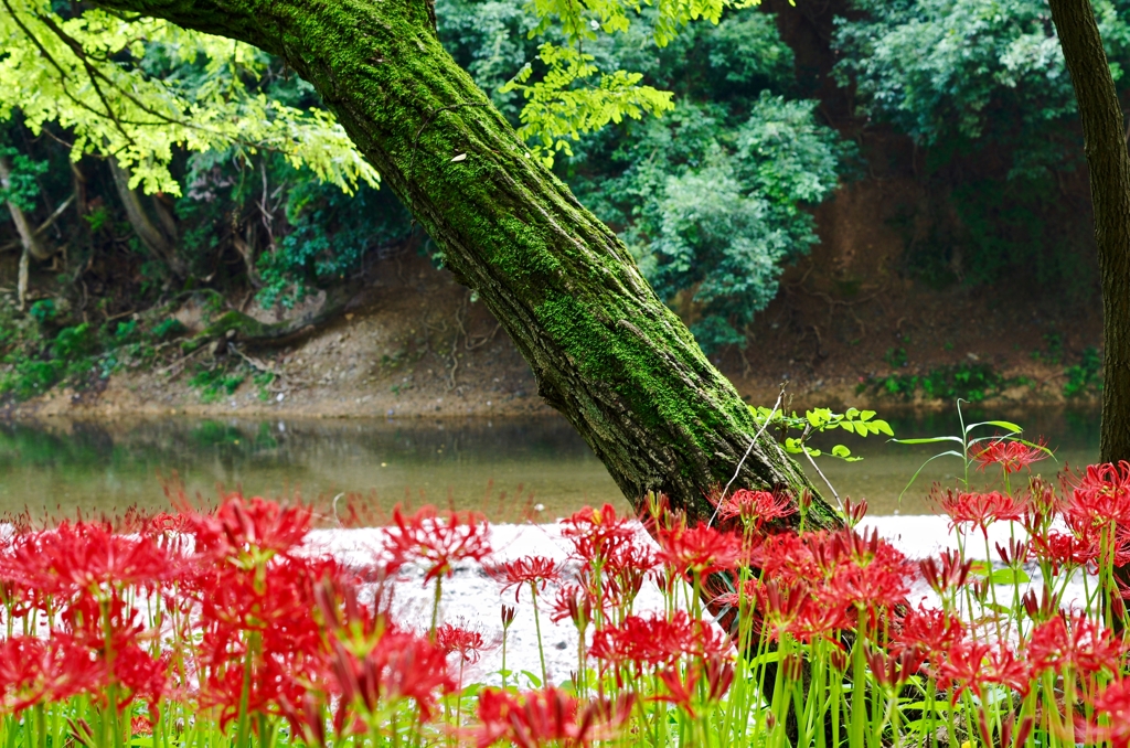 曼珠沙華