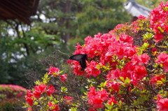 初夏の蝶