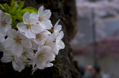 寄り添う桜