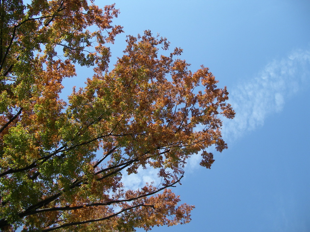 秋の空