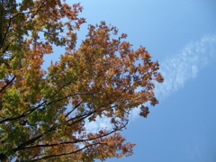 秋の空