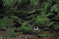 苔と水の流れと