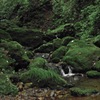 苔と水の流れと