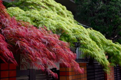 紅と緑の滝