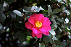 ご近所の花
