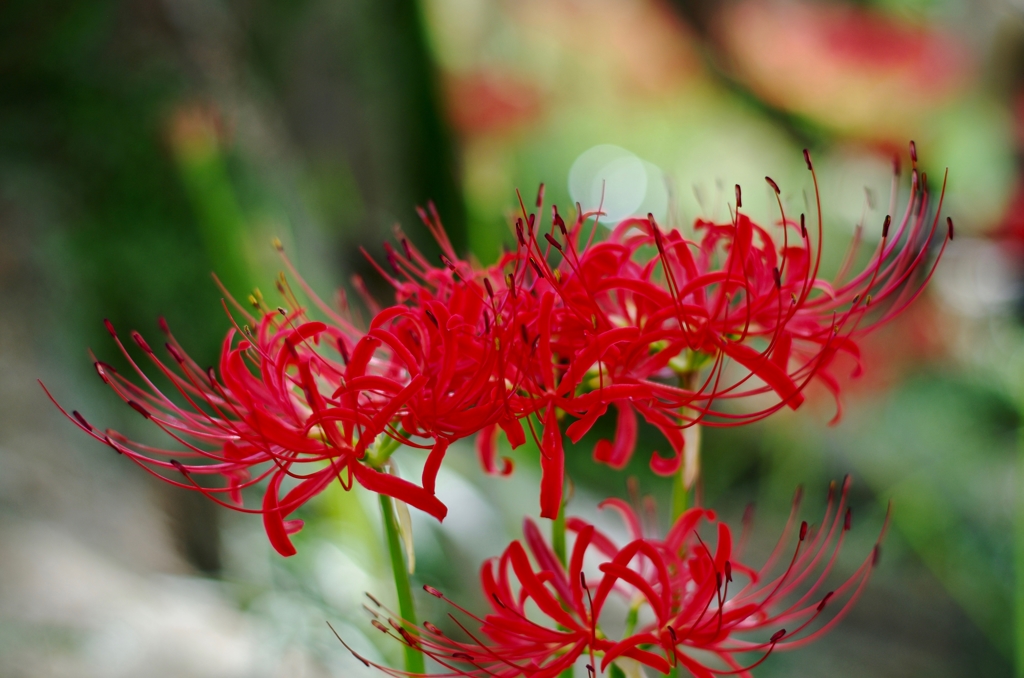 曼珠沙華