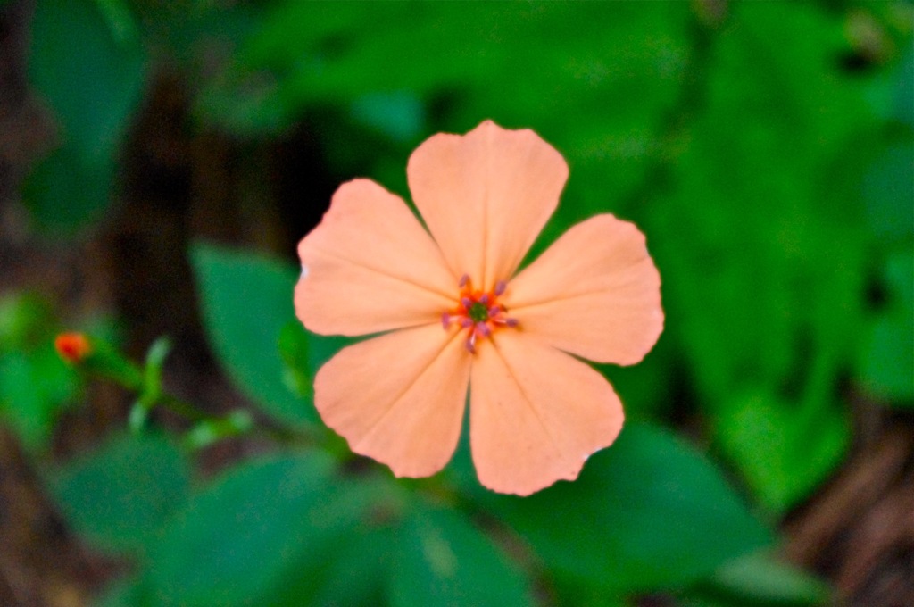 山で花に2