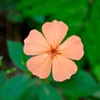 山で花に2
