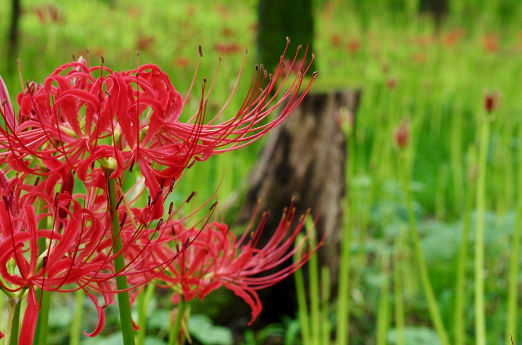 曼珠沙華