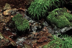 苔と水の流れと2