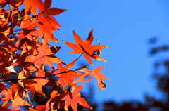 紅と青