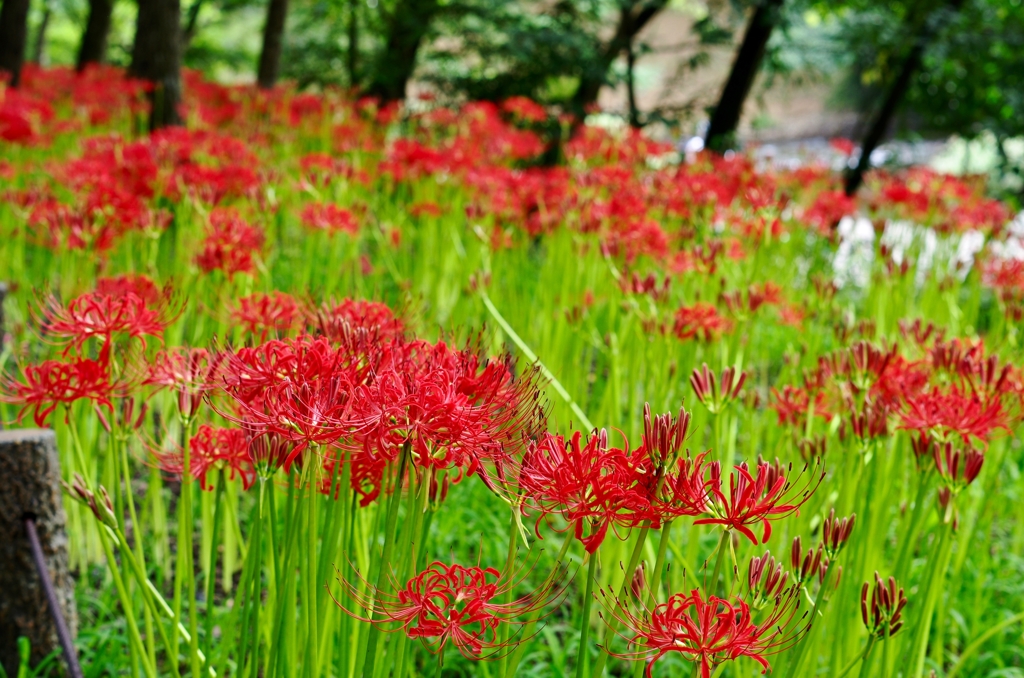 曼珠沙華