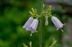 山で花に3