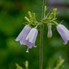 山で花に3