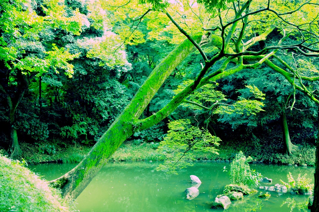 木々のざわめき