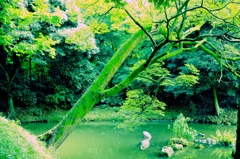 木々のざわめき