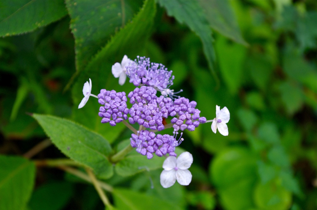 山で花に