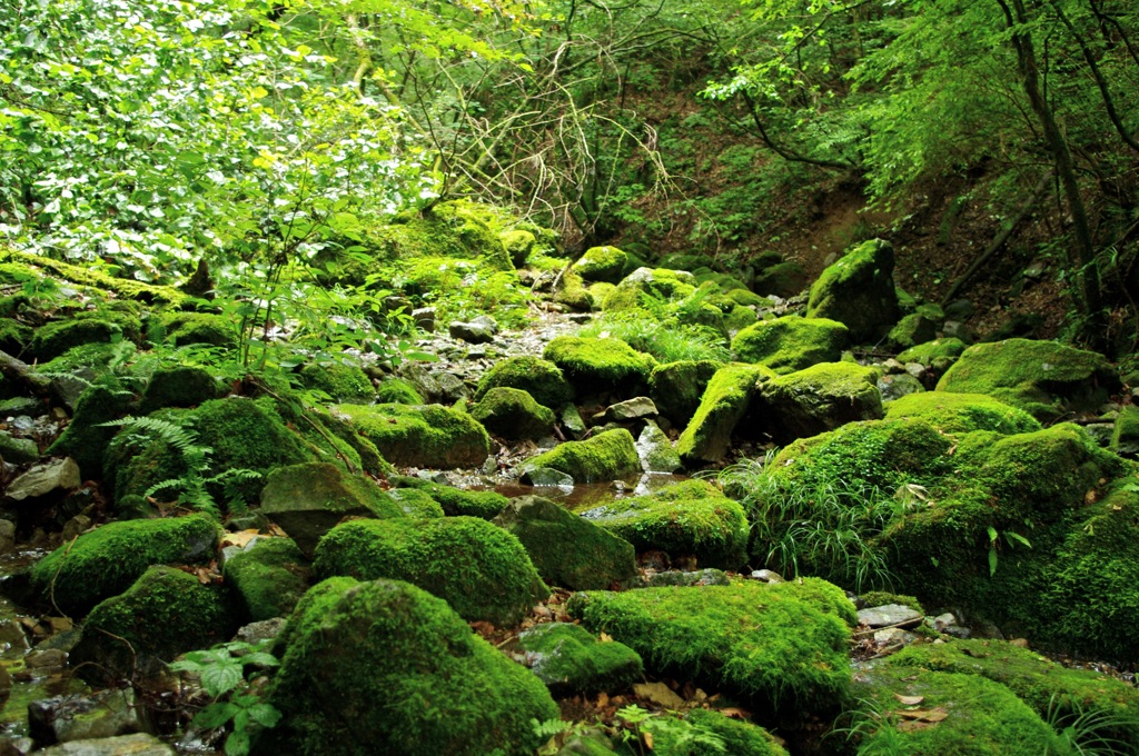 苔と光と