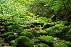 苔と光と