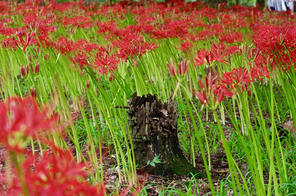 曼珠沙華