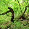 躍動する木