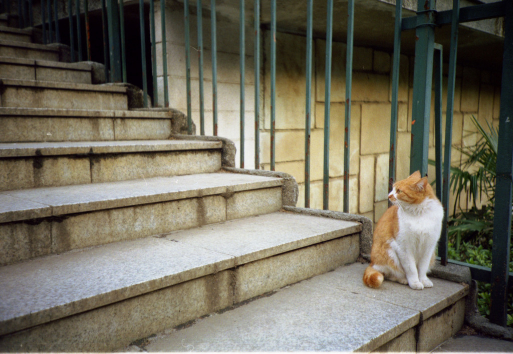 階段と猫 F N