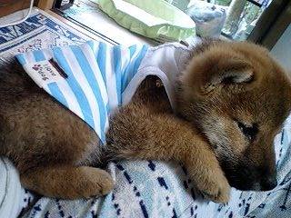 かわいいころの息子