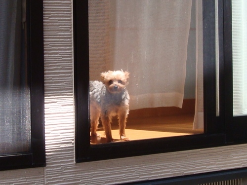 ただいま