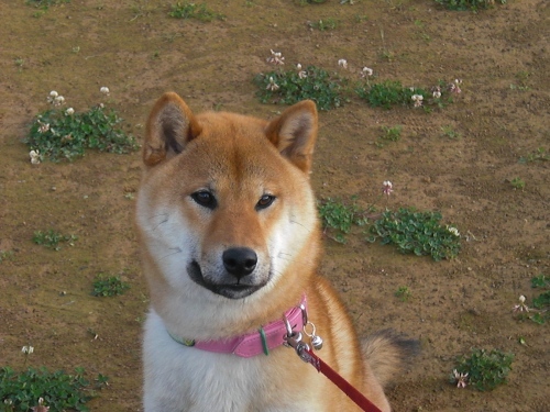 見つめる息子