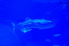 美ら海の王